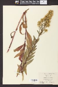 Solidago speciosa image