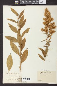 Solidago speciosa image