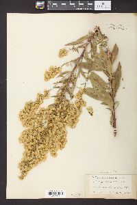 Solidago speciosa image