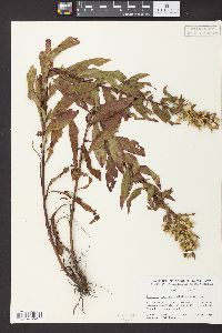 Solidago speciosa image