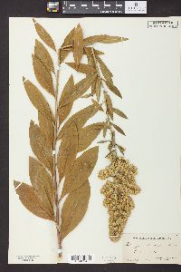 Solidago speciosa image