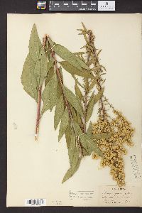 Solidago speciosa image