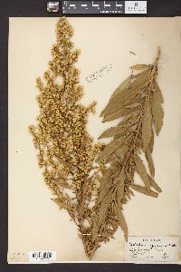 Solidago speciosa image