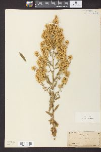 Solidago speciosa image