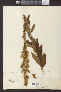 Solidago speciosa image