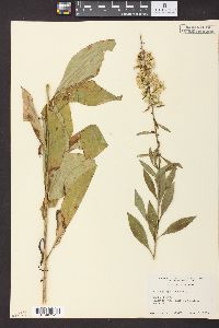 Solidago speciosa image