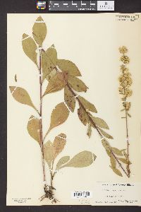 Solidago speciosa image