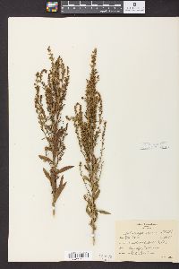 Solidago speciosa image