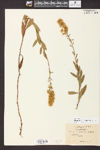 Solidago speciosa image