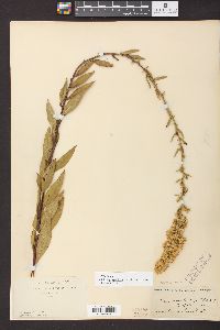 Solidago speciosa image