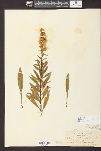 Solidago rigidiuscula image