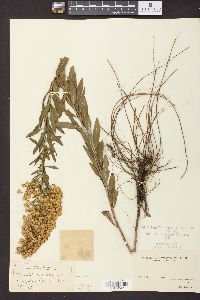 Solidago speciosa image