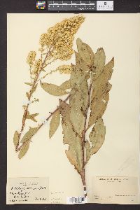 Solidago speciosa image