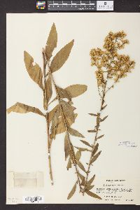 Solidago speciosa image