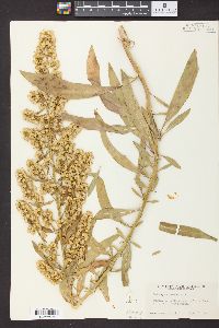 Solidago speciosa image