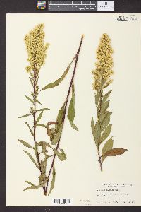 Solidago speciosa image