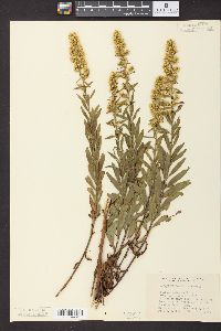 Solidago speciosa image