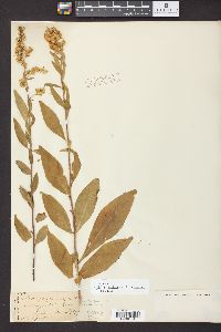 Solidago speciosa image