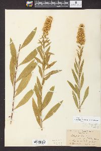 Solidago speciosa image