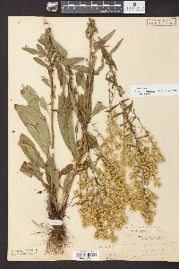 Solidago speciosa image