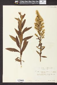 Solidago speciosa image