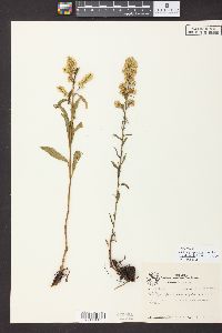 Solidago rigidiuscula image