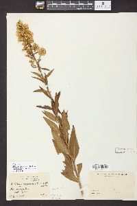 Solidago rigidiuscula image