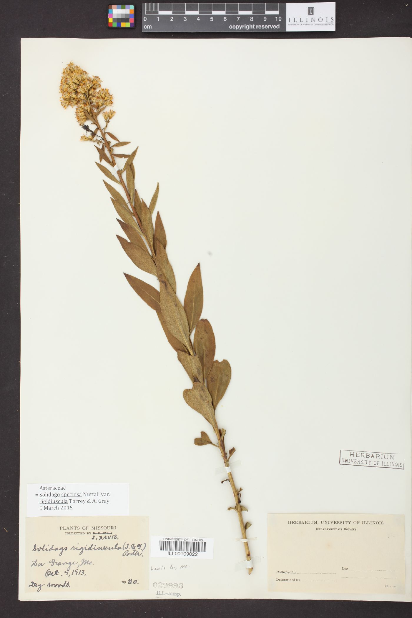 Solidago rigidiuscula image