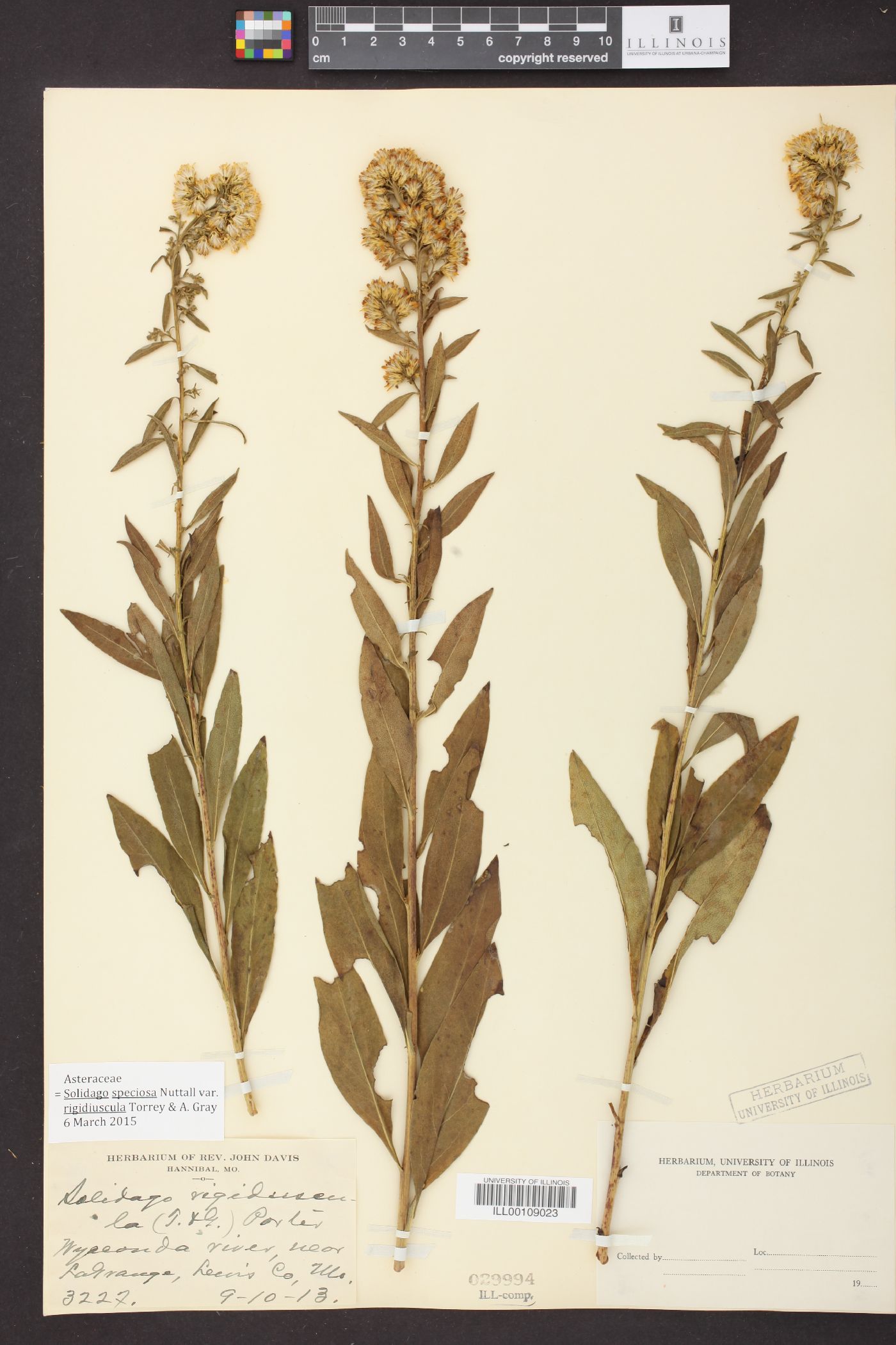 Solidago rigidiuscula image