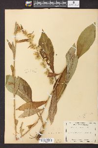 Solidago squarrosa image