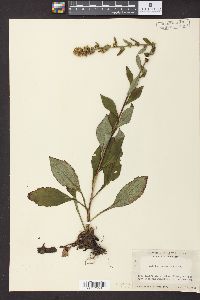 Solidago squarrosa image