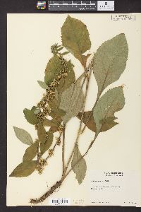 Solidago squarrosa image