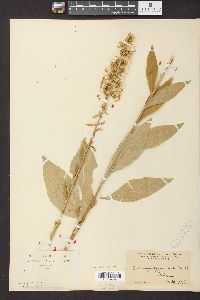 Solidago squarrosa image