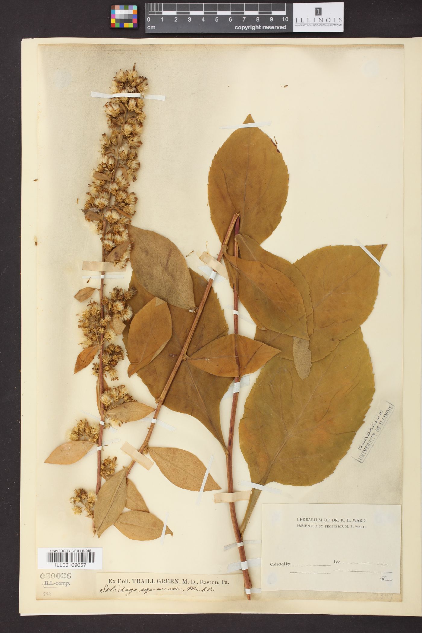 Solidago squarrosa image
