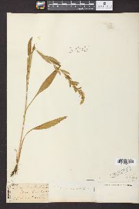 Solidago stricta image