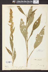 Solidago stricta image