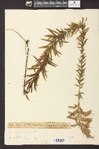 Solidago tortifolia image