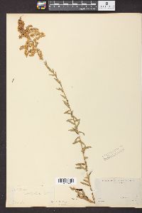 Solidago tortifolia image