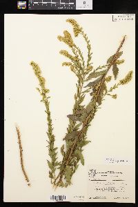 Solidago delicatula image