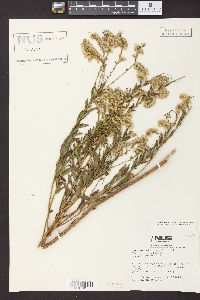 Solidago tortifolia image