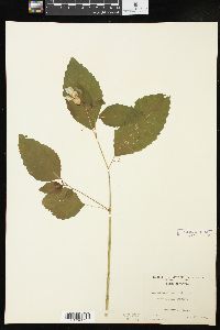 Impatiens pallida image