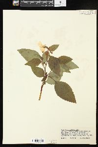 Impatiens pallida image