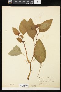 Impatiens pallida image