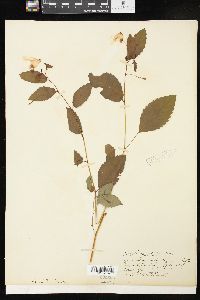 Impatiens pallida image