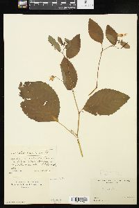 Impatiens pallida image