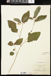 Impatiens pallida image