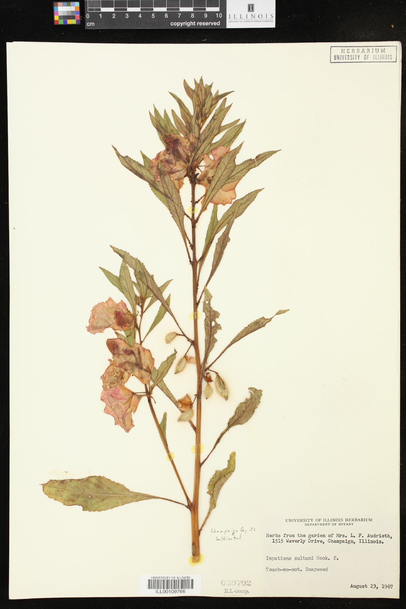Impatiens sultani image