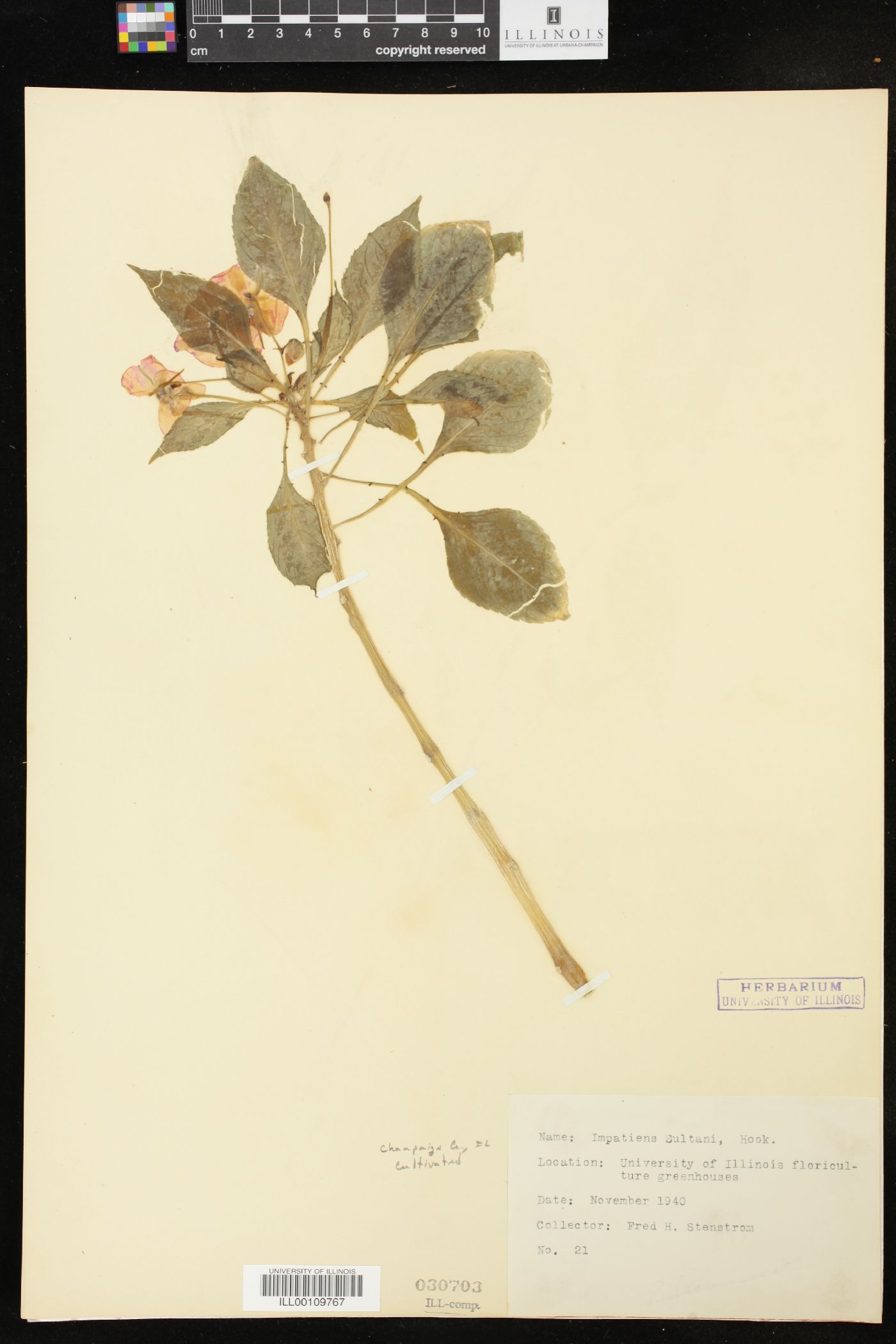 Impatiens sultani image