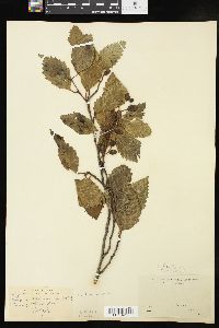 Alnus acuminata image