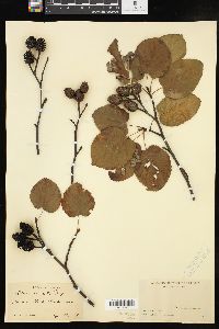 Alnus cordata image